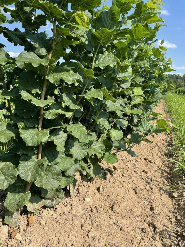 Plants de noisetiers, pépinière de noisetiers