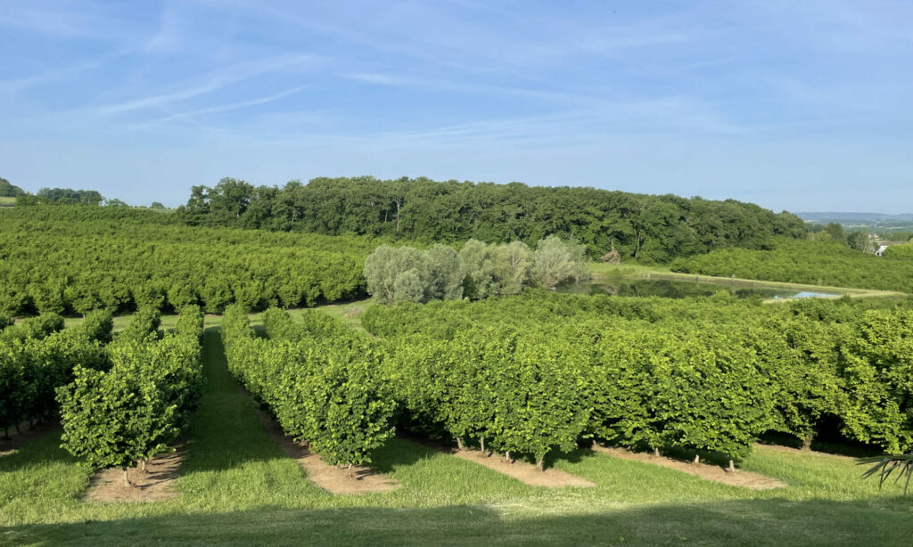 Plants de noisetiers, pépinière de noisetiers